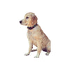 pup wearing big bones nylon doggy collar