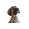 pup wearing aztec blue nylon doggy collar